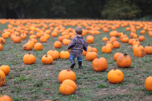Best Pumpkin Patches In The Country