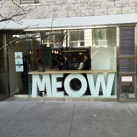  Meow Parlour  LES Cat Cafe Offers Cats Without the Commitment