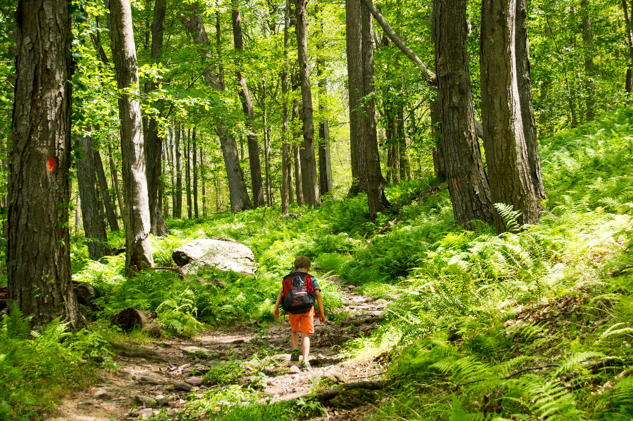 6 Awesome Forest Park Hikes You Can Do Now