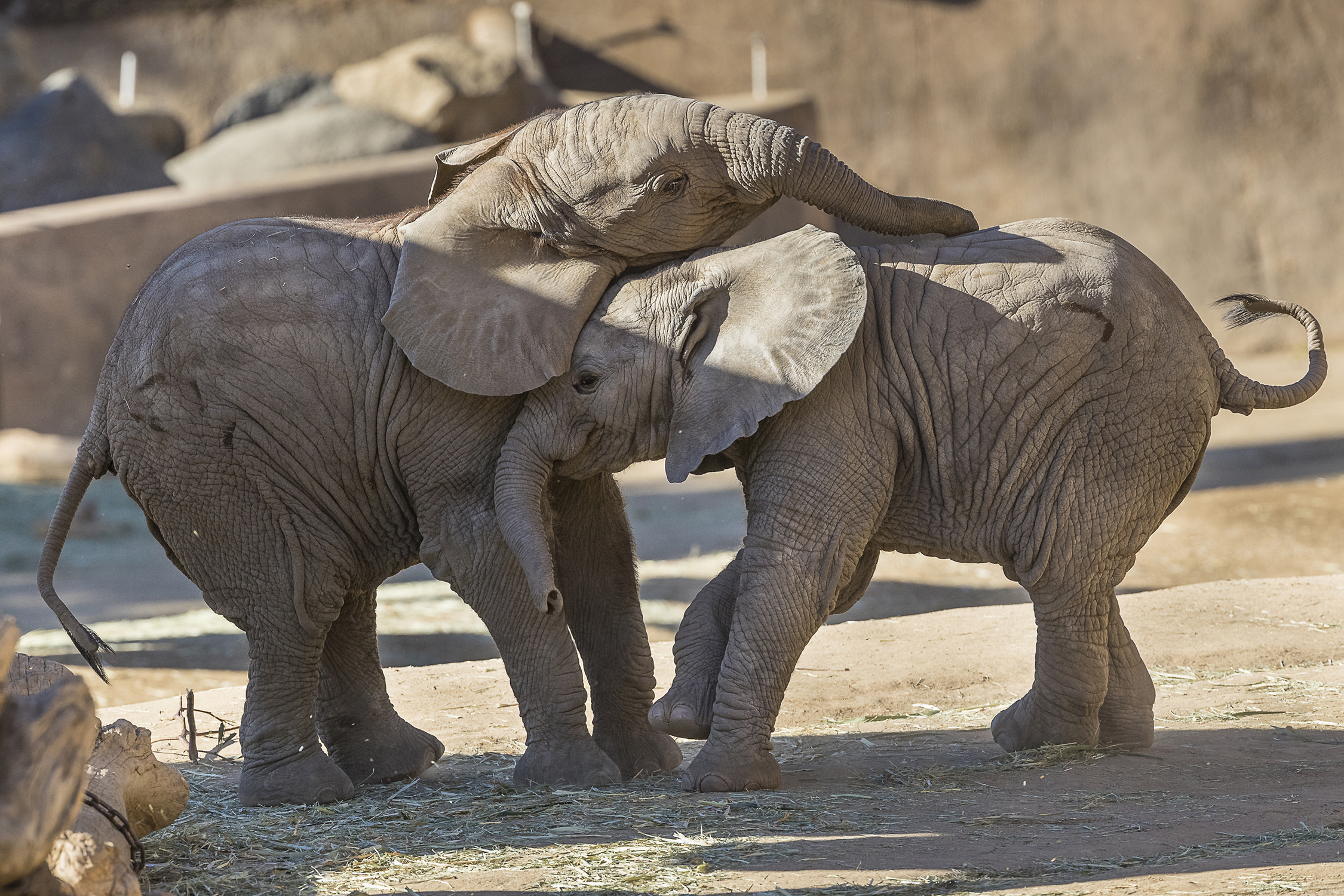 park safari elephants
