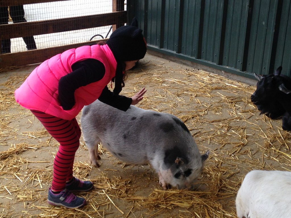 12 Petting Zoos That Offer Barnyard Fun For City Kids