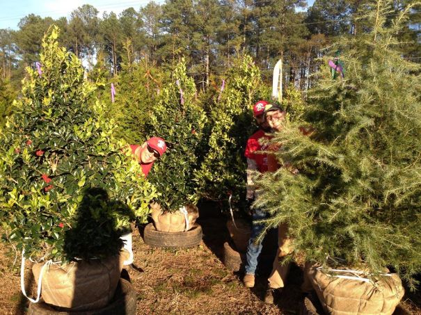 Cut Your Own Christmas Tree Farms Near Atlanta