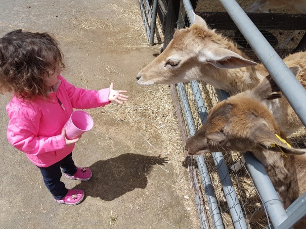 Close Encounters: 7 Petting Farms & Zoos Your Kids Will Love