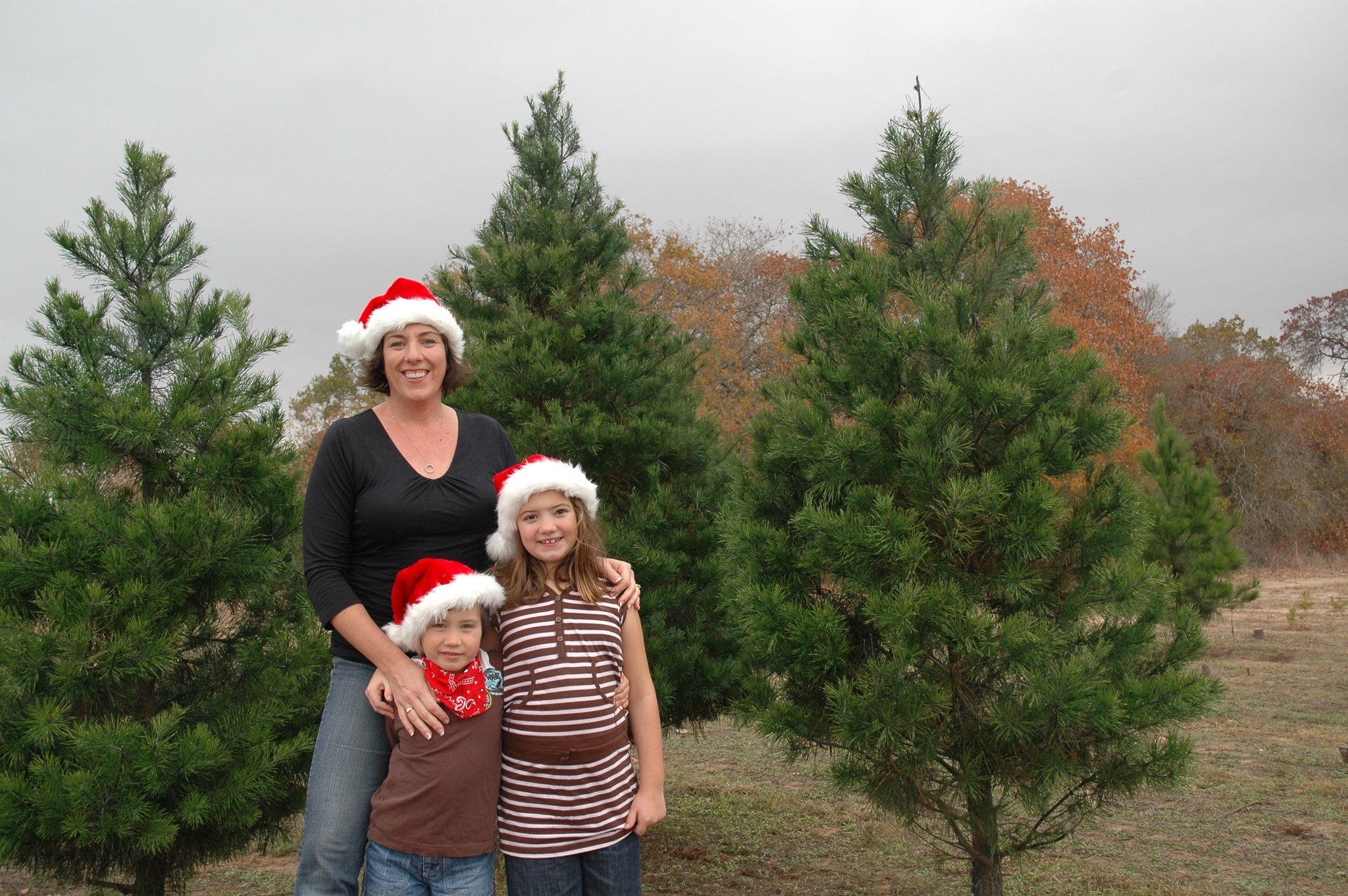 7 Best Christmas Tree Farms Near Dallas, Texas