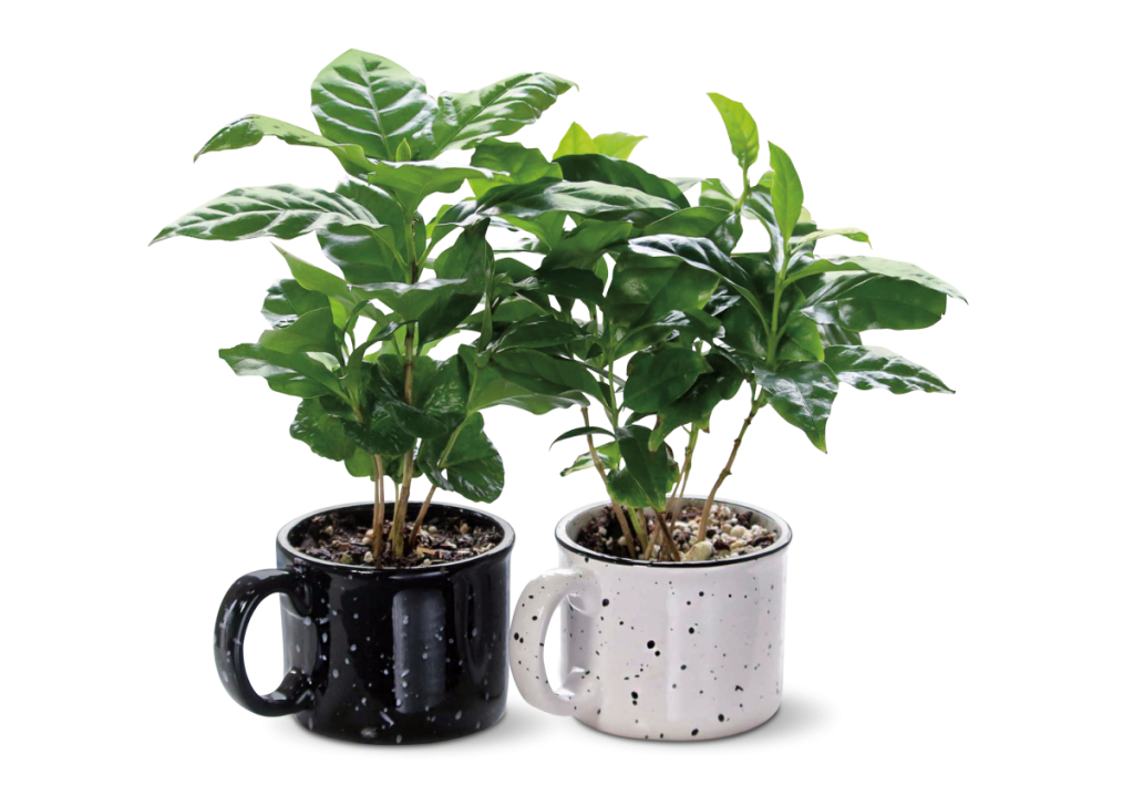 ALDI Is Featuring Coffee Plants & They Even Come in Mugs