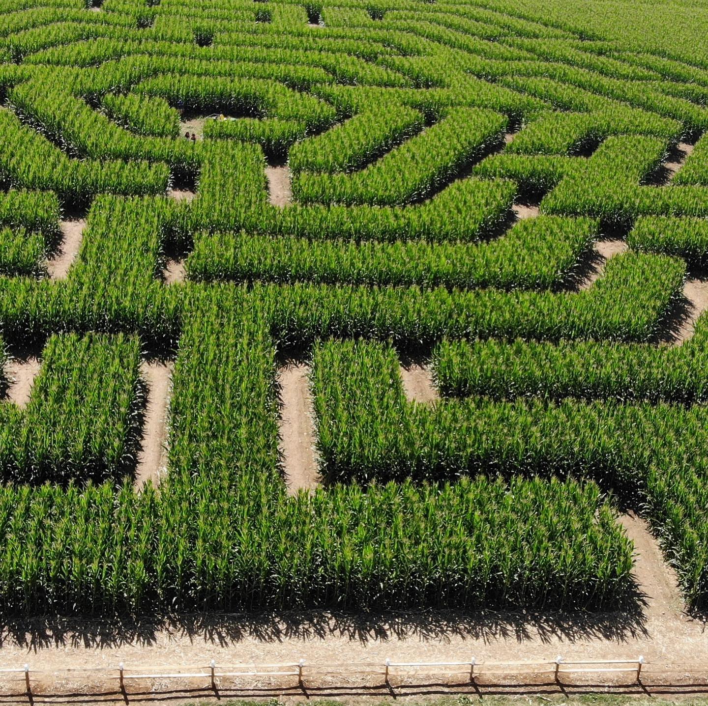 Get Lost: Amazing Corn Mazes Near NYC